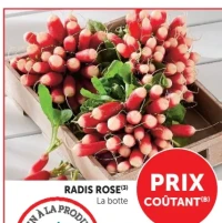 Radis rose la botte