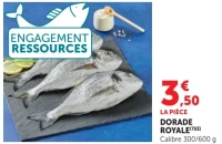 Dorade royale