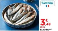 Sardine