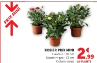 Rosier Prix Mini