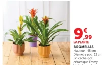 Bromelias