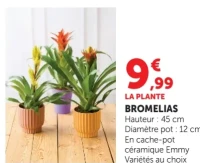 Bromélias en cache-pot