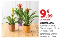 Plante Bromelias