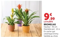 LA PLANTE BROMELIAS