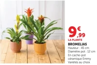 Bromelias