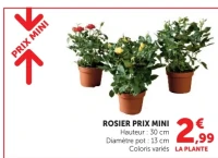 Rosier Prix Mini