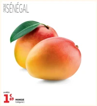 Mangue