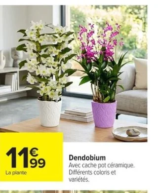 Dendobium avec cache pot céramique