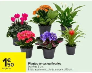 Plantes vertes ou fleuries