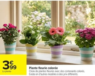 Plante fleurie colorée
