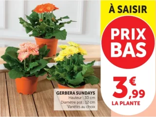 Gerbera Sundays