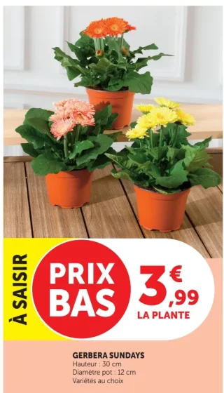 Gerbera Sundays