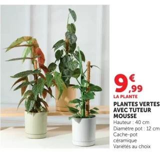Plantes vertes avec tuteur mousse