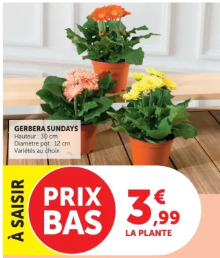Gerbera Sundays