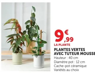Plantes Vertes avec Tuteur Mousse