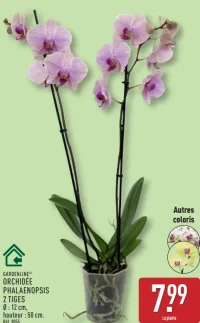 Gardenline Orchidée phalaenopsis 2 tiges
