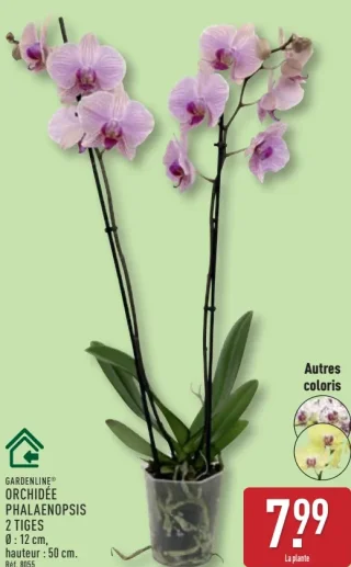 Gardenline Orchidée phalaenopsis 2 tiges