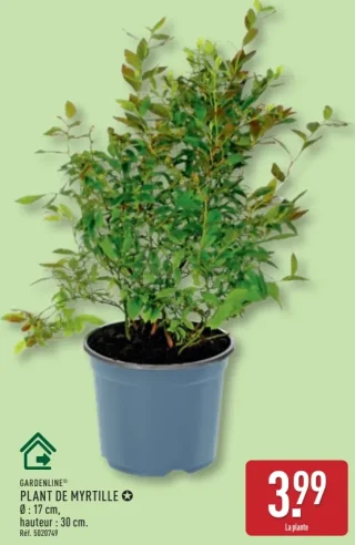 Gardenline Plant de myrtille