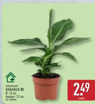 Gardenline Bananier
