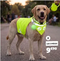 Set sellerie chien