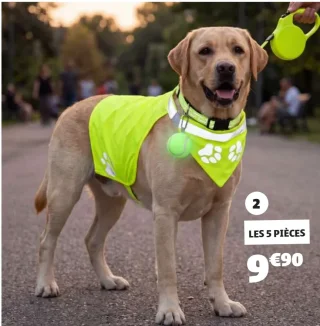 Set sellerie chien