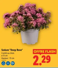 Sedum "Deep Rose"