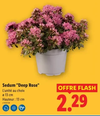 Sedum "Deep Rose"