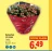 Promo Kalanchoé en coupe