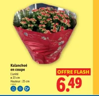 Kalanchoé en coupe