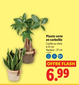 Plante verte en corbeille