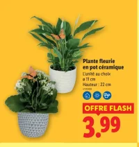 Plante fleurie en pot céramique