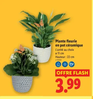 Plante fleurie en pot céramique