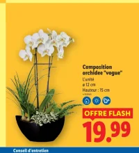 Composition orchidee "vogue"