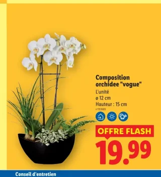 Composition orchidee "vogue"