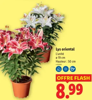 Lys oriental