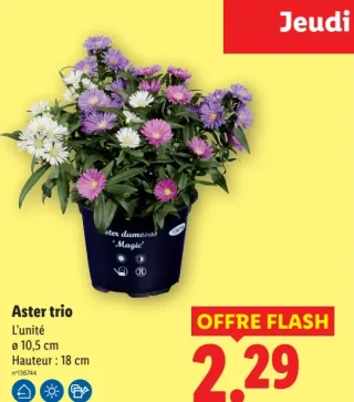 Aster trio