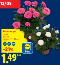 Rosier en pot
