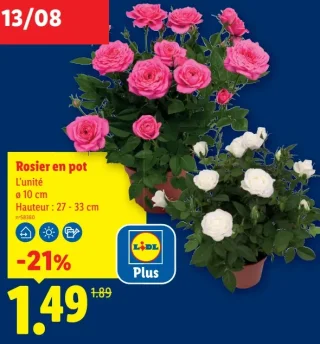 Rosier en pot