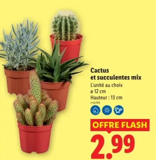 Cactus et succulentes mix