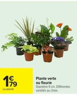 Plante verte ou fleurie