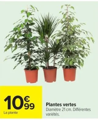 Plantes vertes