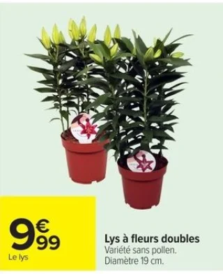 Lys à fleurs doubles