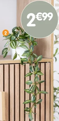 Plante tombante