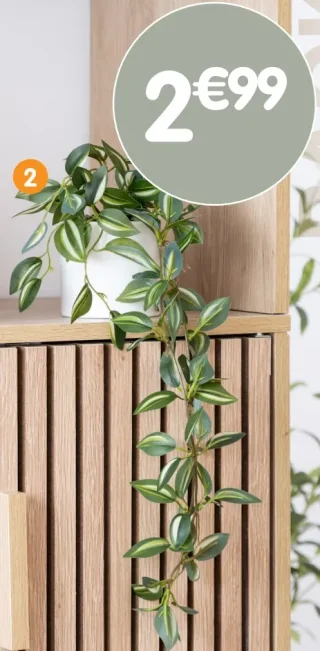 Plante tombante