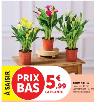 Arum Calla