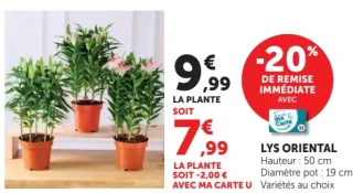 Lys Oriental