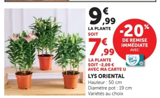 La plante