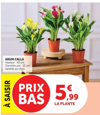 Arum calla