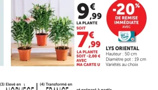 Lys Oriental
