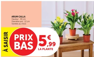 Arum Calla